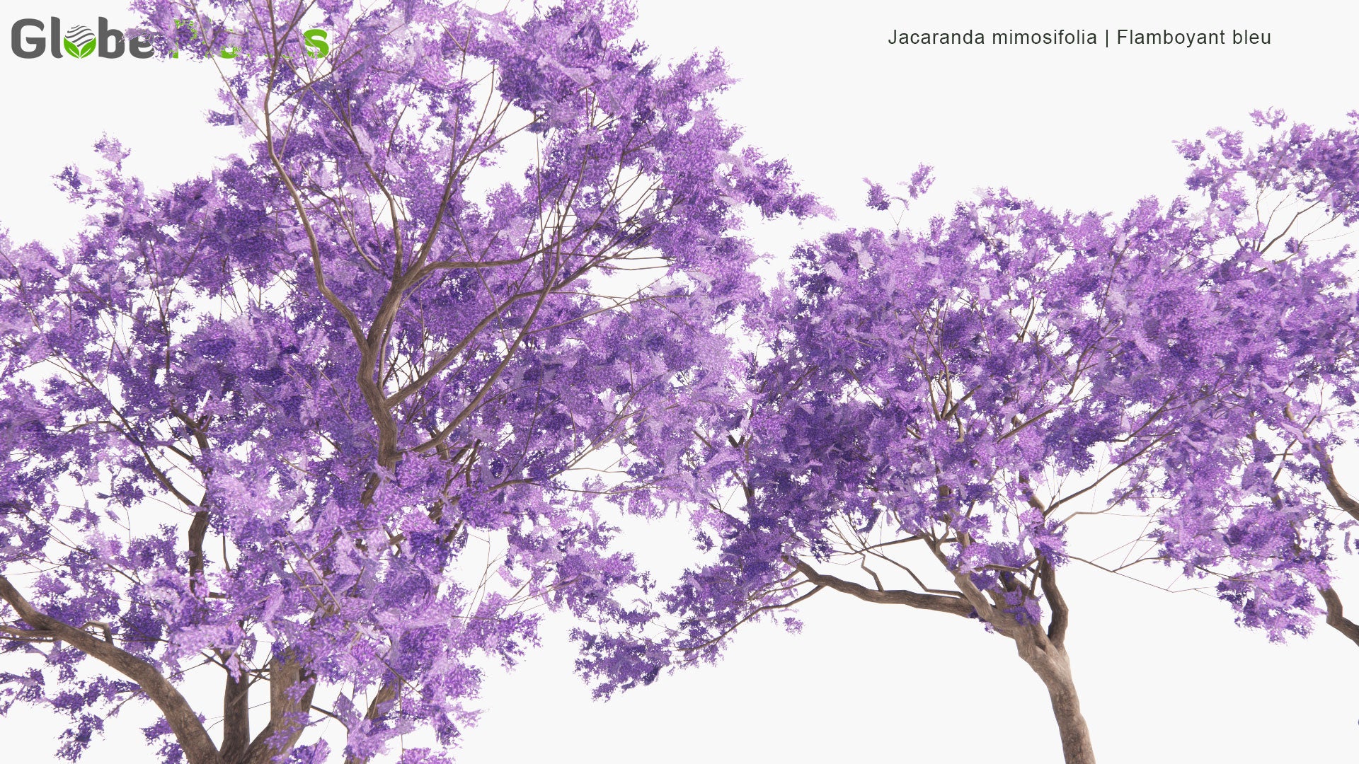 Low Poly Jacaranda Mimosifolia - Flamboyant Bleu, Black Poui, The Fern Tree (3D Model)