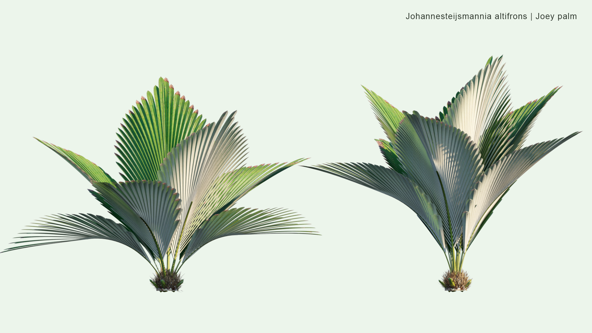 2D Johannesteijsmannia Altifrons - Joey Palm