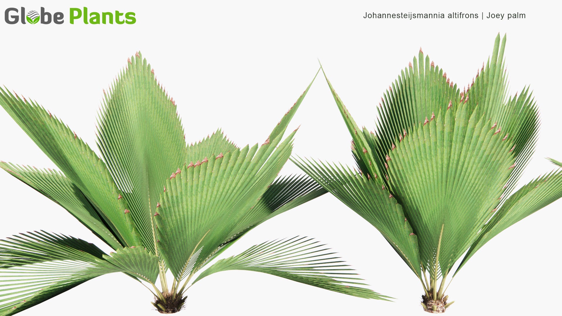 Low Poly Johannesteijsmannia Altifrons - Joey Palm (3D Model)