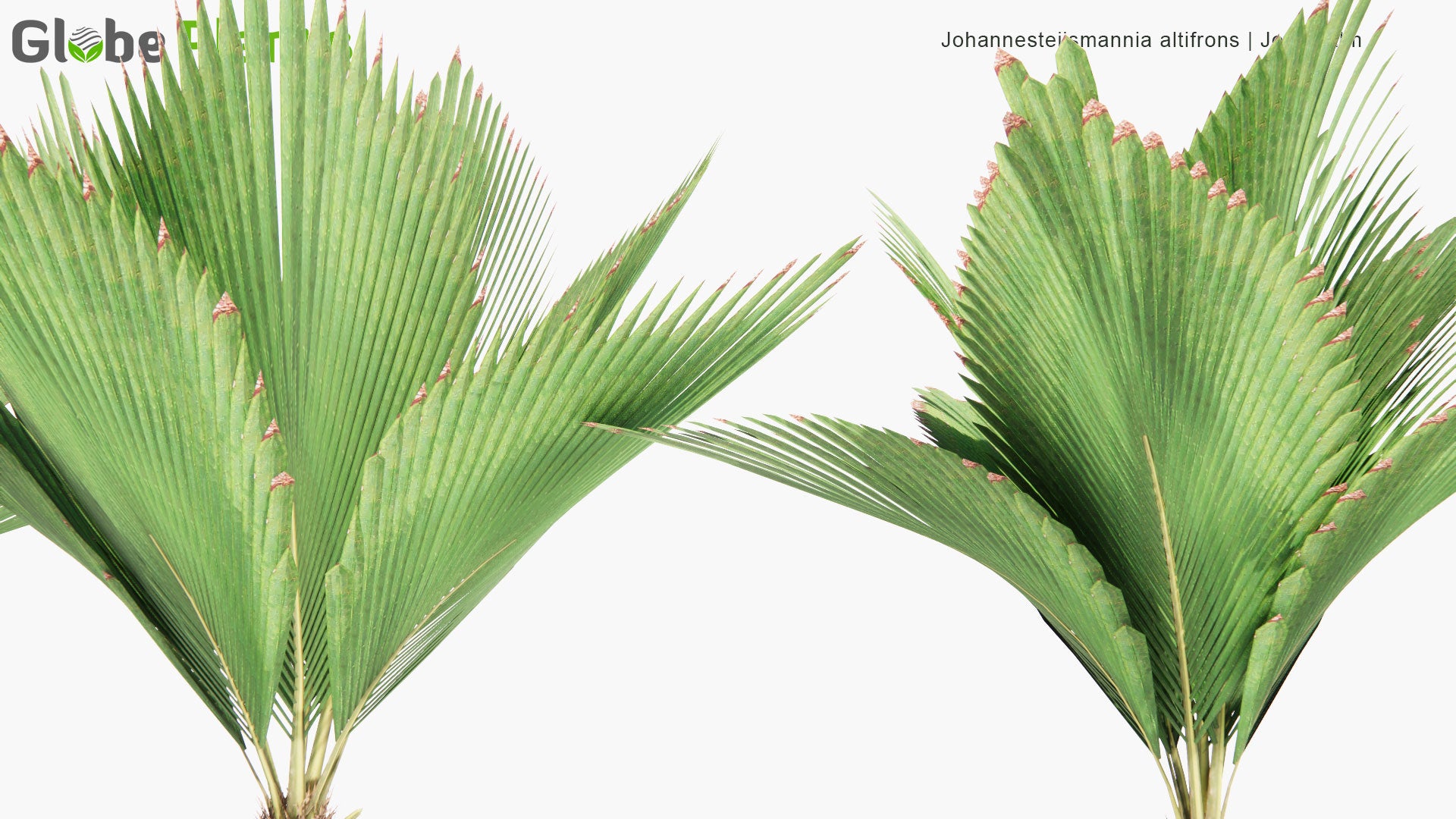 Low Poly Johannesteijsmannia Altifrons - Joey Palm (3D Model)