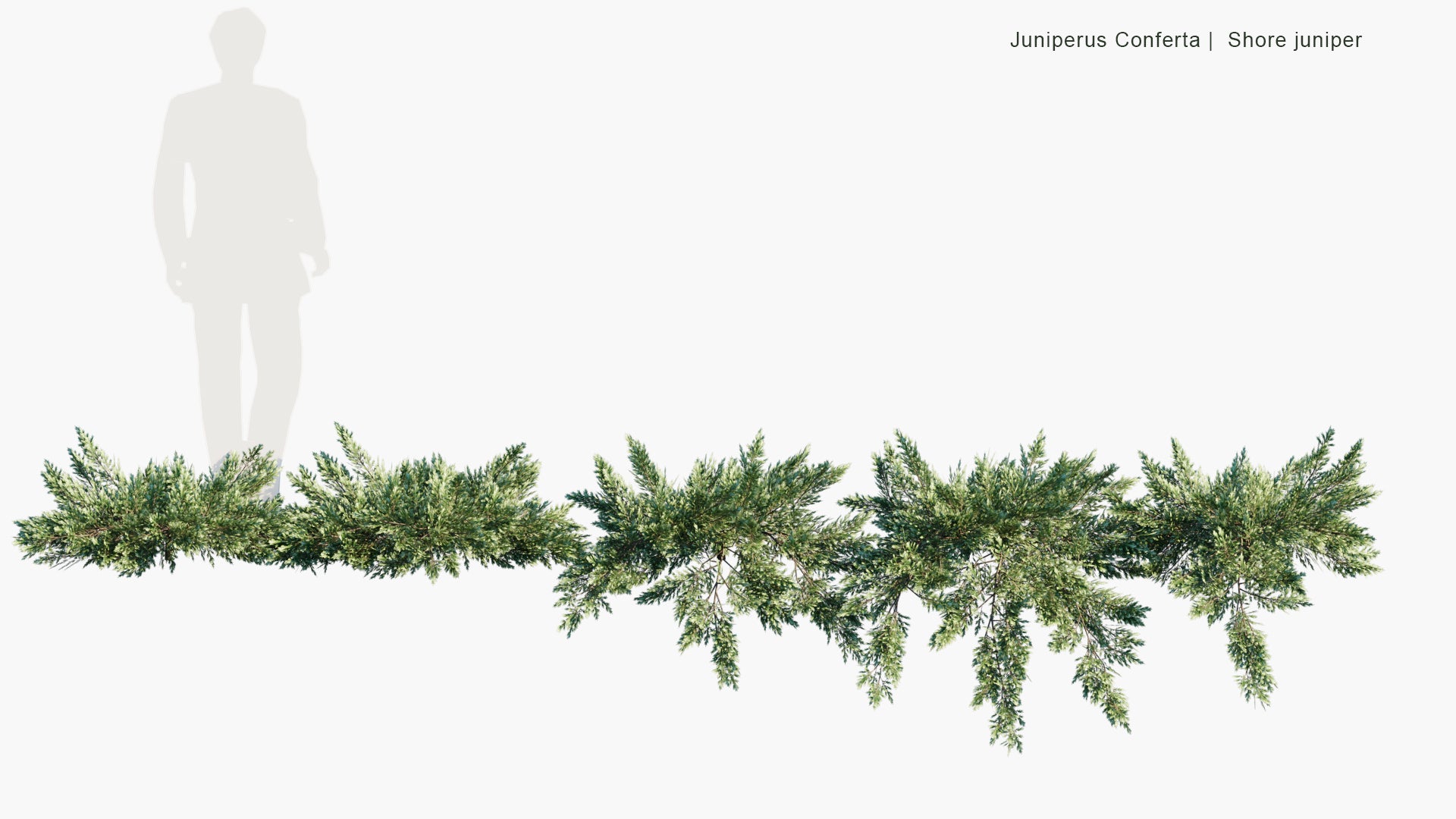 Low Poly Juniperus Conferta - Shore Juniper (3D Model)