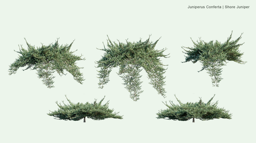 Juniperus Conferta 