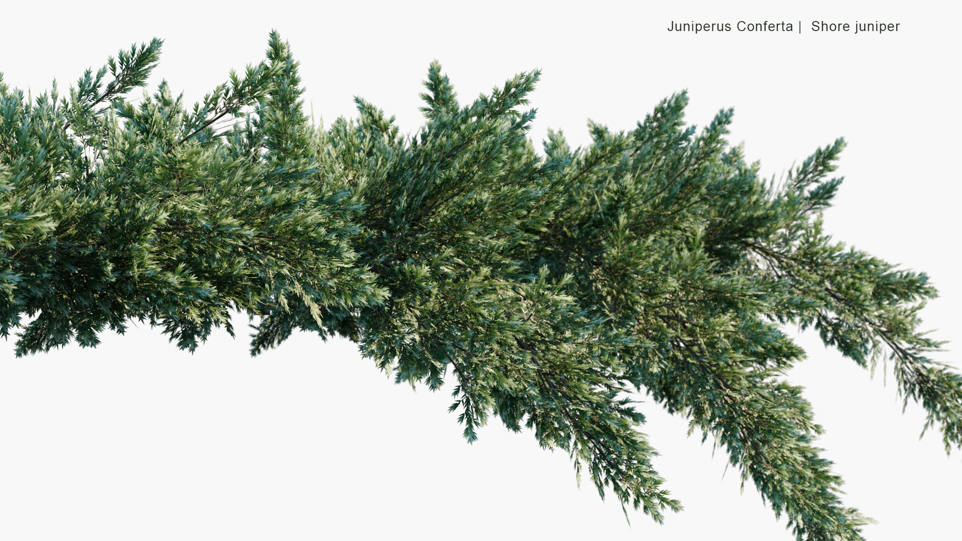 Low Poly Juniperus Conferta - Shore Juniper (3D Model)