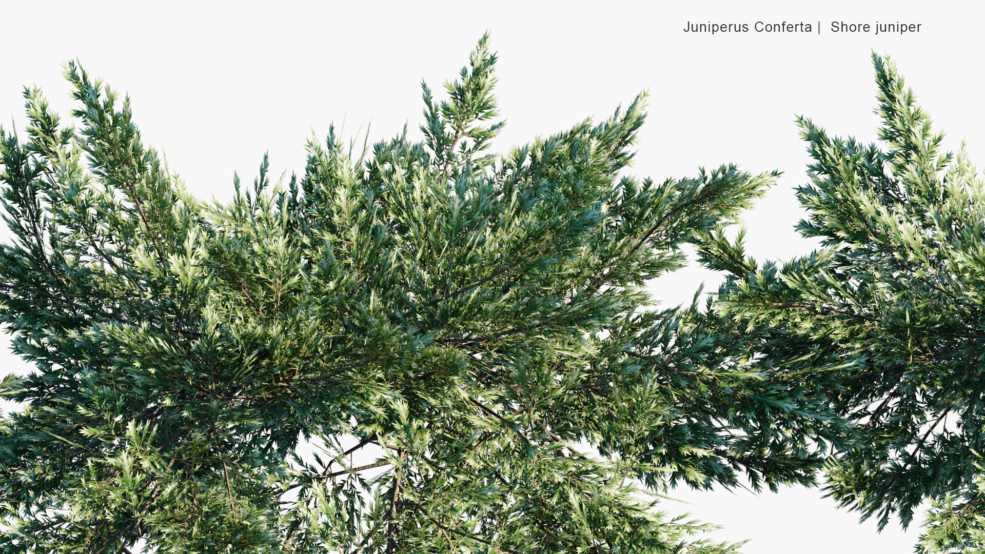 Low Poly Juniperus Conferta - Shore Juniper (3D Model)