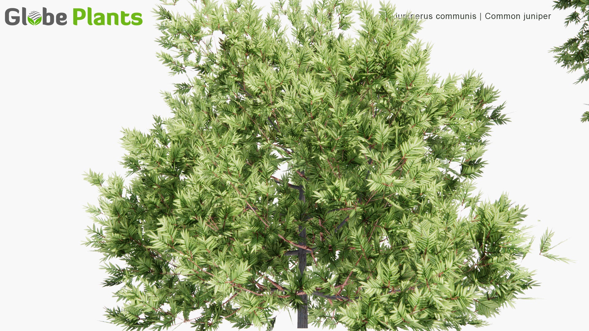 Low Poly Juniperus Communis - Common Juniper (3D Model)