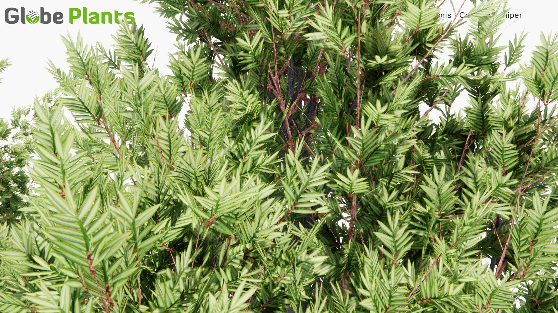 Low Poly Juniperus Communis - Common Juniper (3D Model)