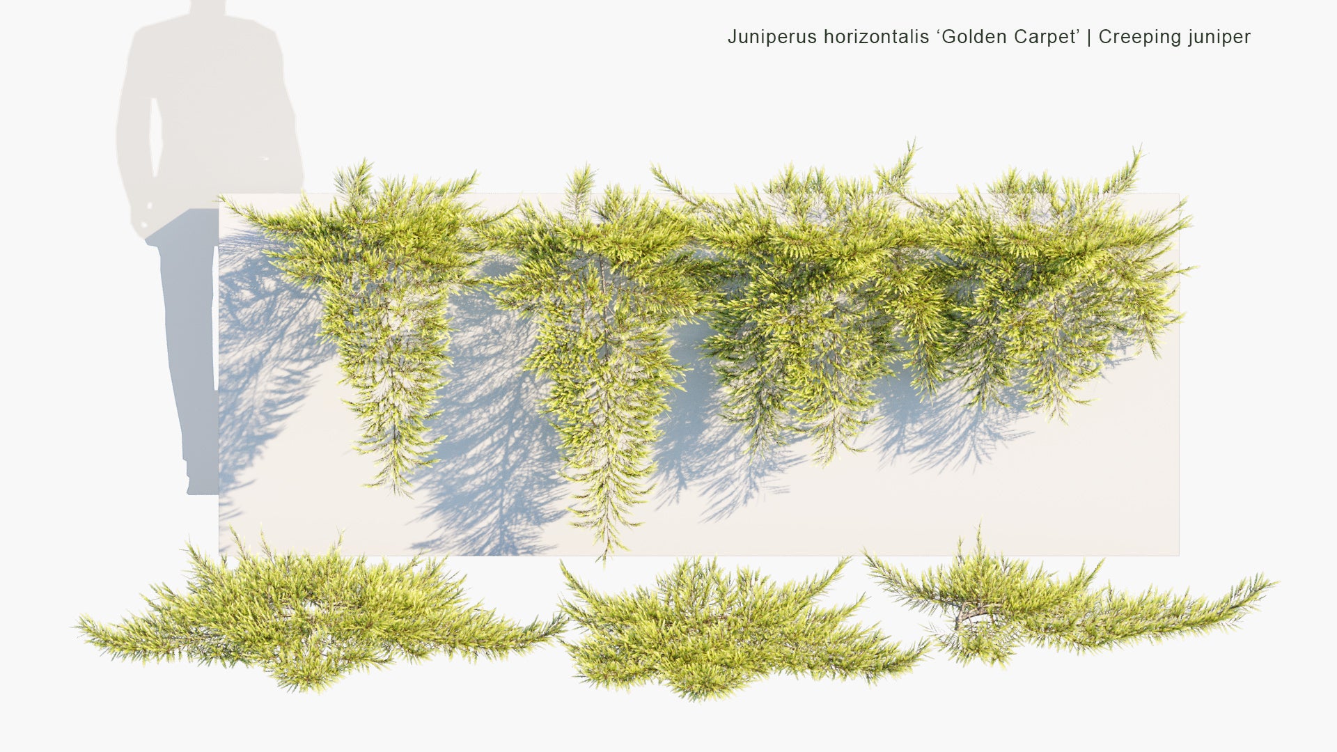 Low Poly Juniperus Horizontalis 'Golden Carpet' - Creeping Juniper (3D Model)