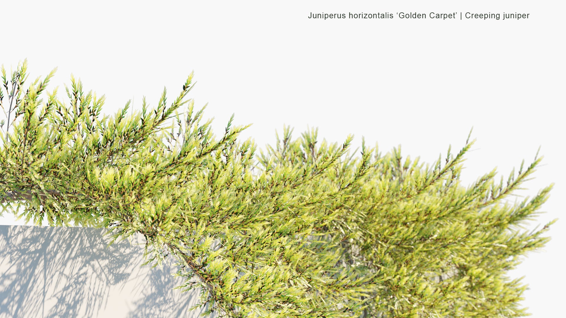 Low Poly Juniperus Horizontalis 'Golden Carpet' - Creeping Juniper (3D Model)