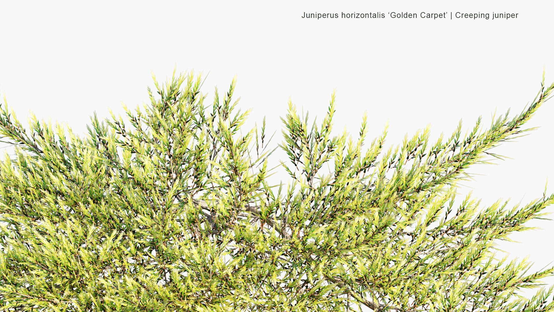 Low Poly Juniperus Horizontalis 'Golden Carpet' - Creeping Juniper (3D Model)