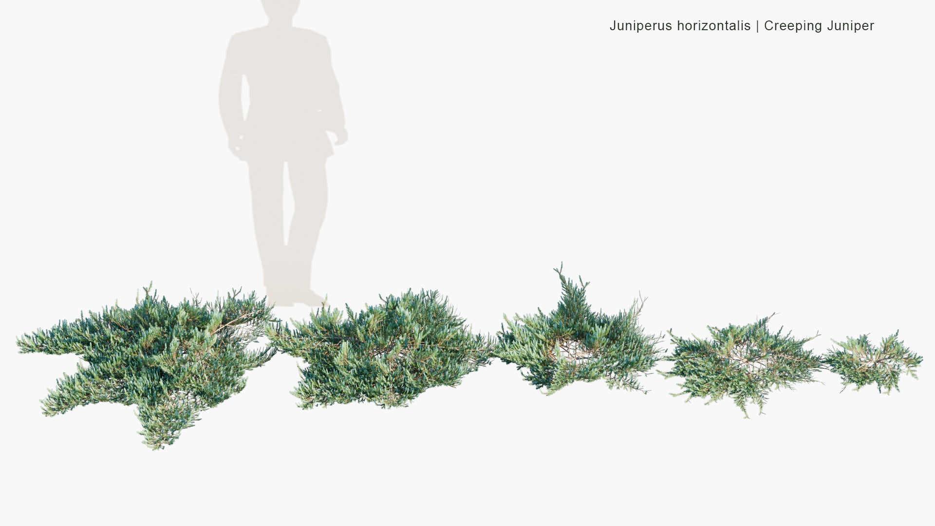 Low Poly Juniperus Horizontalis - Creeping Juniper (3D Model)