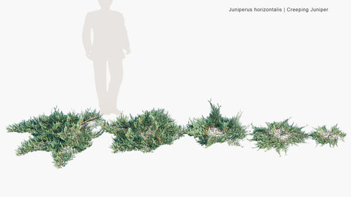 Juniperus Horizontalis 