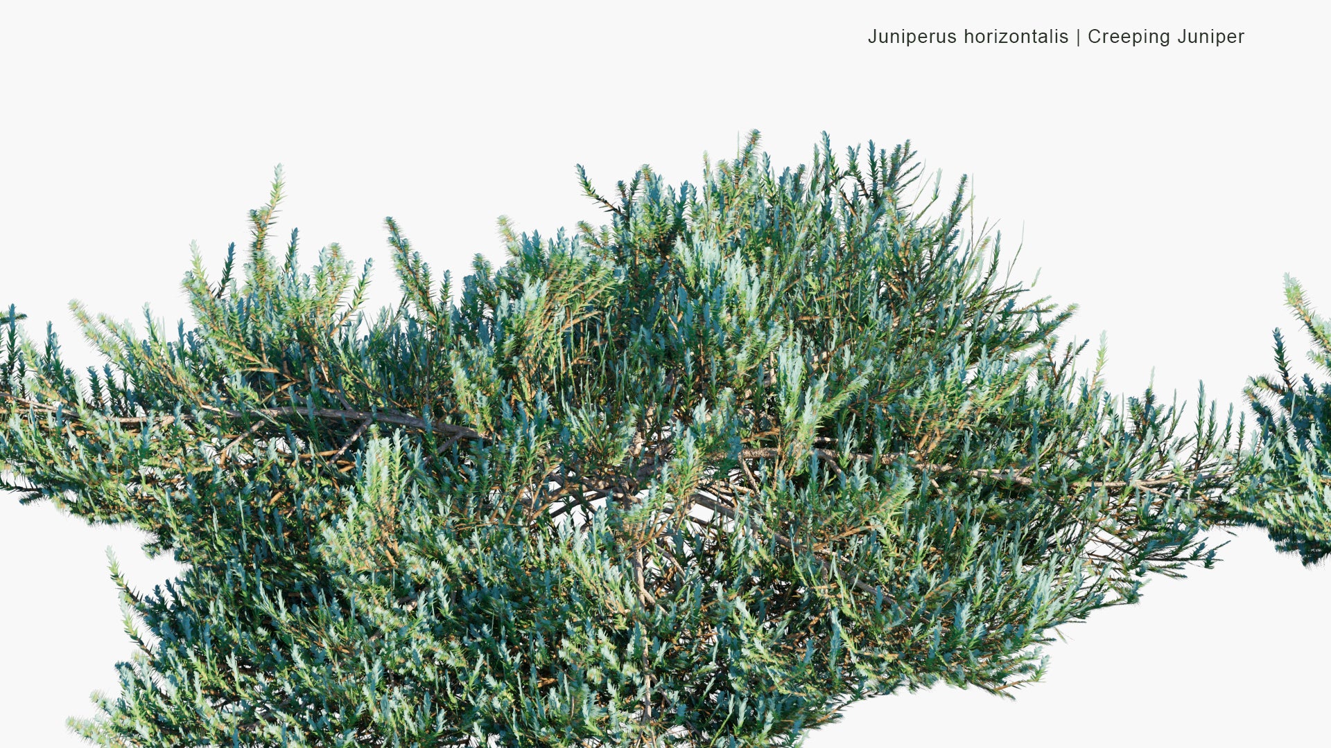 Low Poly Juniperus Horizontalis - Creeping Juniper (3D Model)