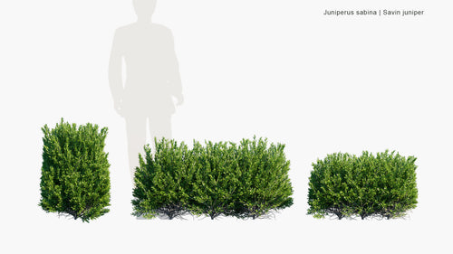 Juniperus Sabina