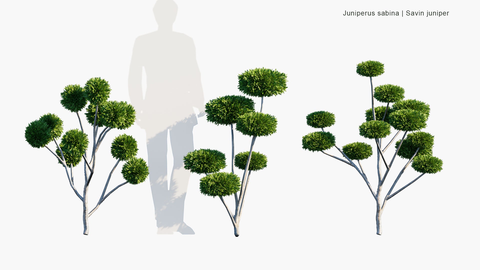 Low Poly Juniperus Sabina - Savin Juniper (3D Model)