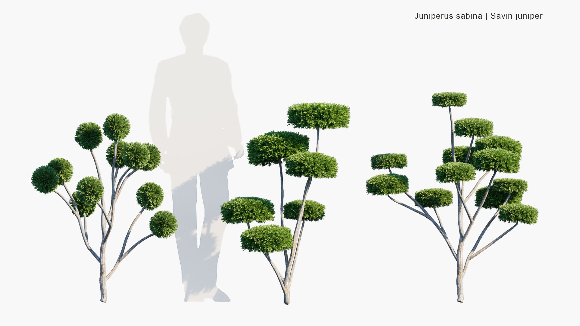 Juniperus Sabina - Savin Juniper (3D Model)