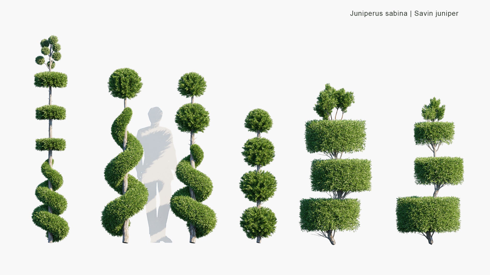 Juniperus Sabina - Savin Juniper (3D Model)