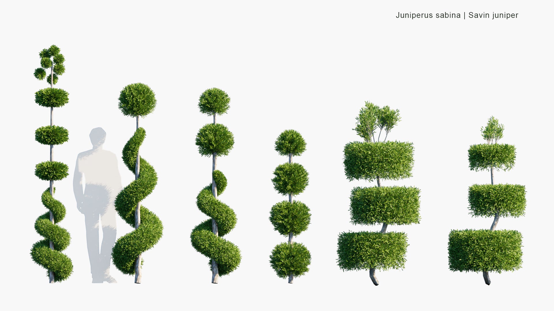 Low Poly Juniperus Sabina - Savin Juniper (3D Model)