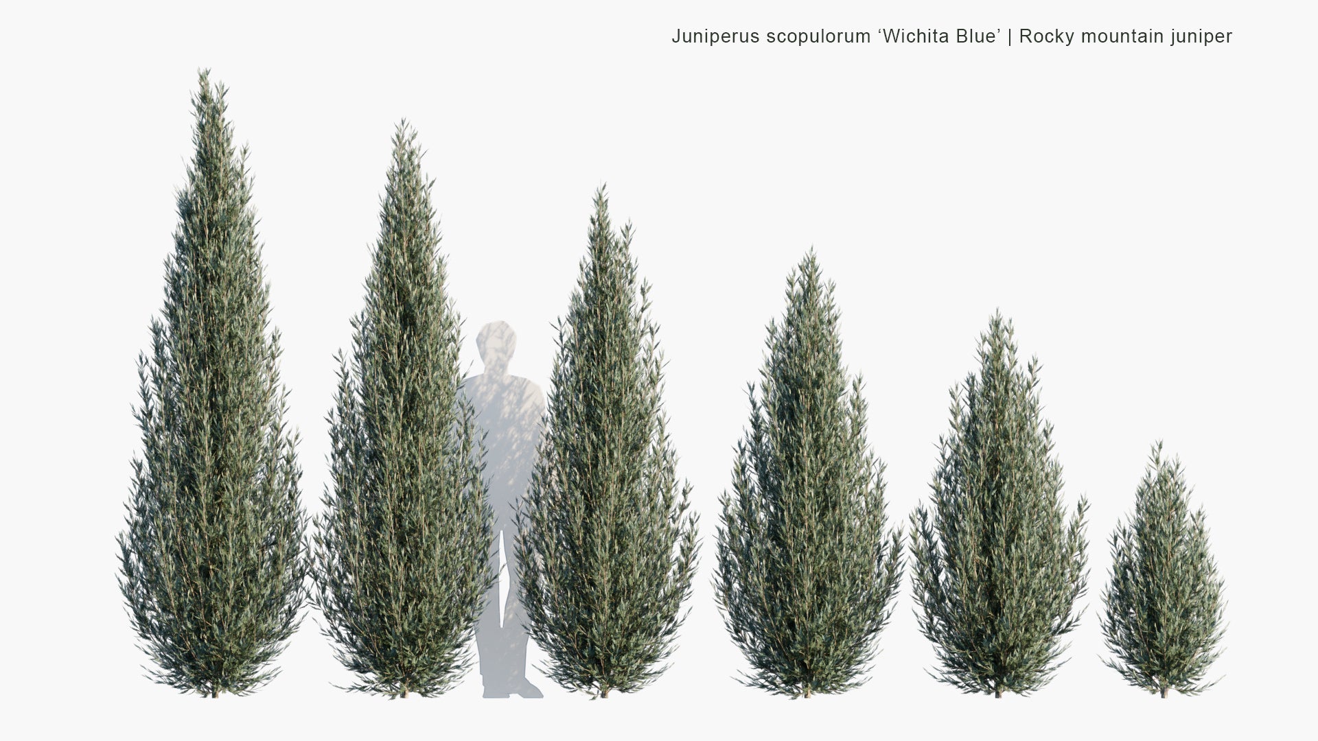 Low Poly Juniperus Scopulorum 'Wichita Blue' - Rocky Mountain Juniper (3D Model)