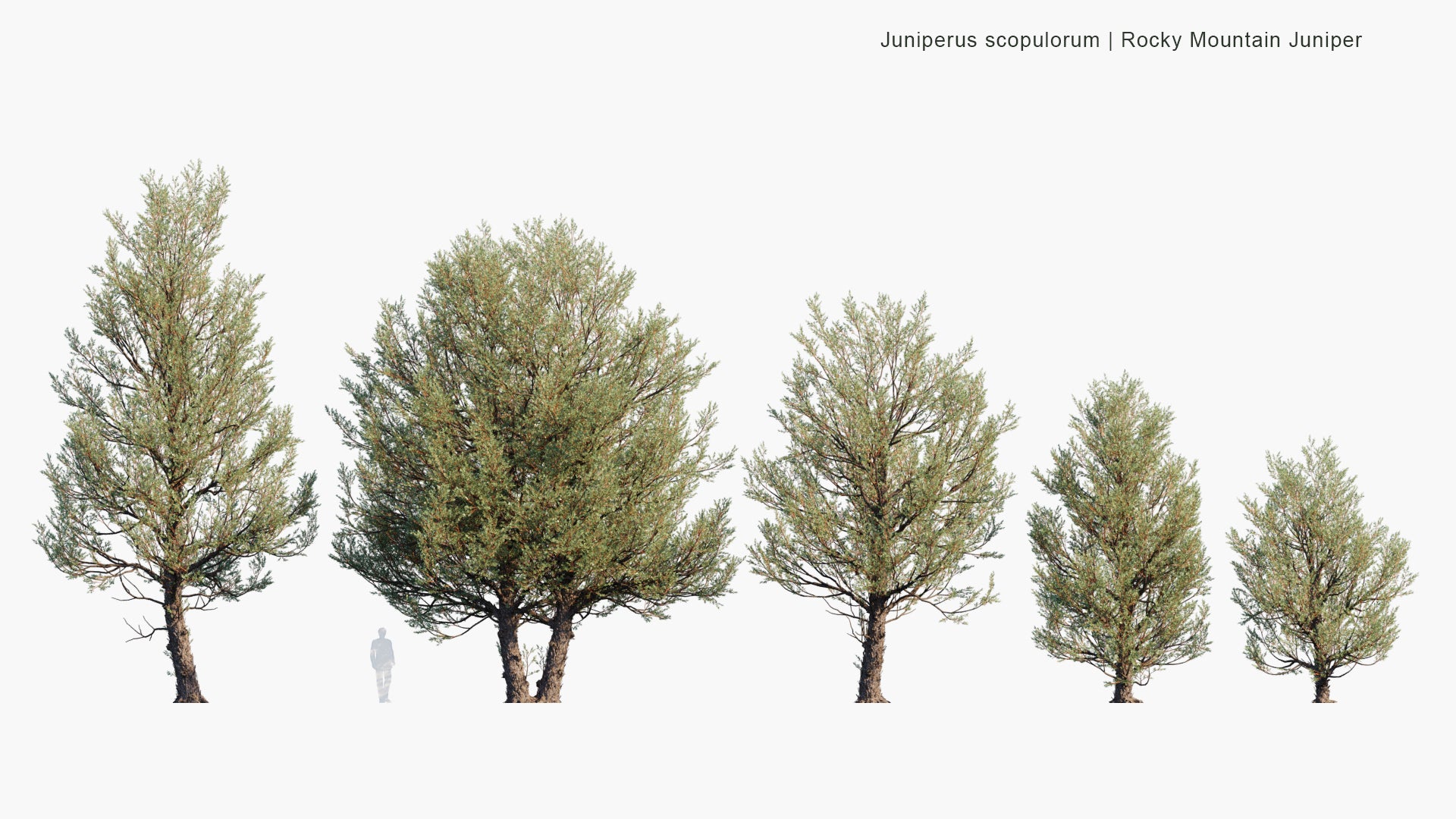 Juniperus Scopulorum 3D Model
