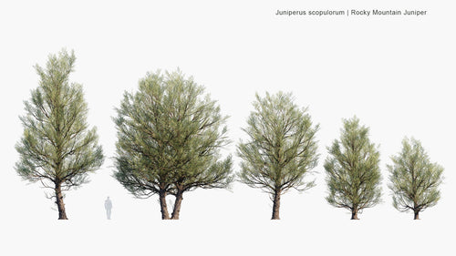 Juniperus Scopulorum