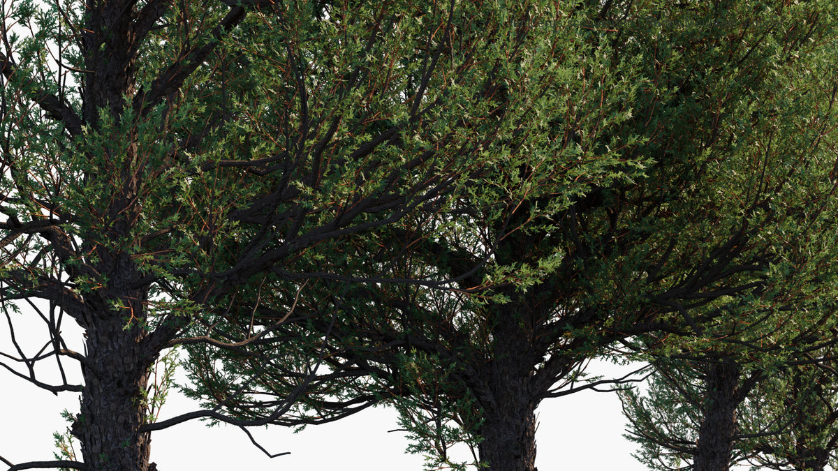 Juniperus Scopulorum 3D Model | Rocky Mountain Juniper | Globe Plants