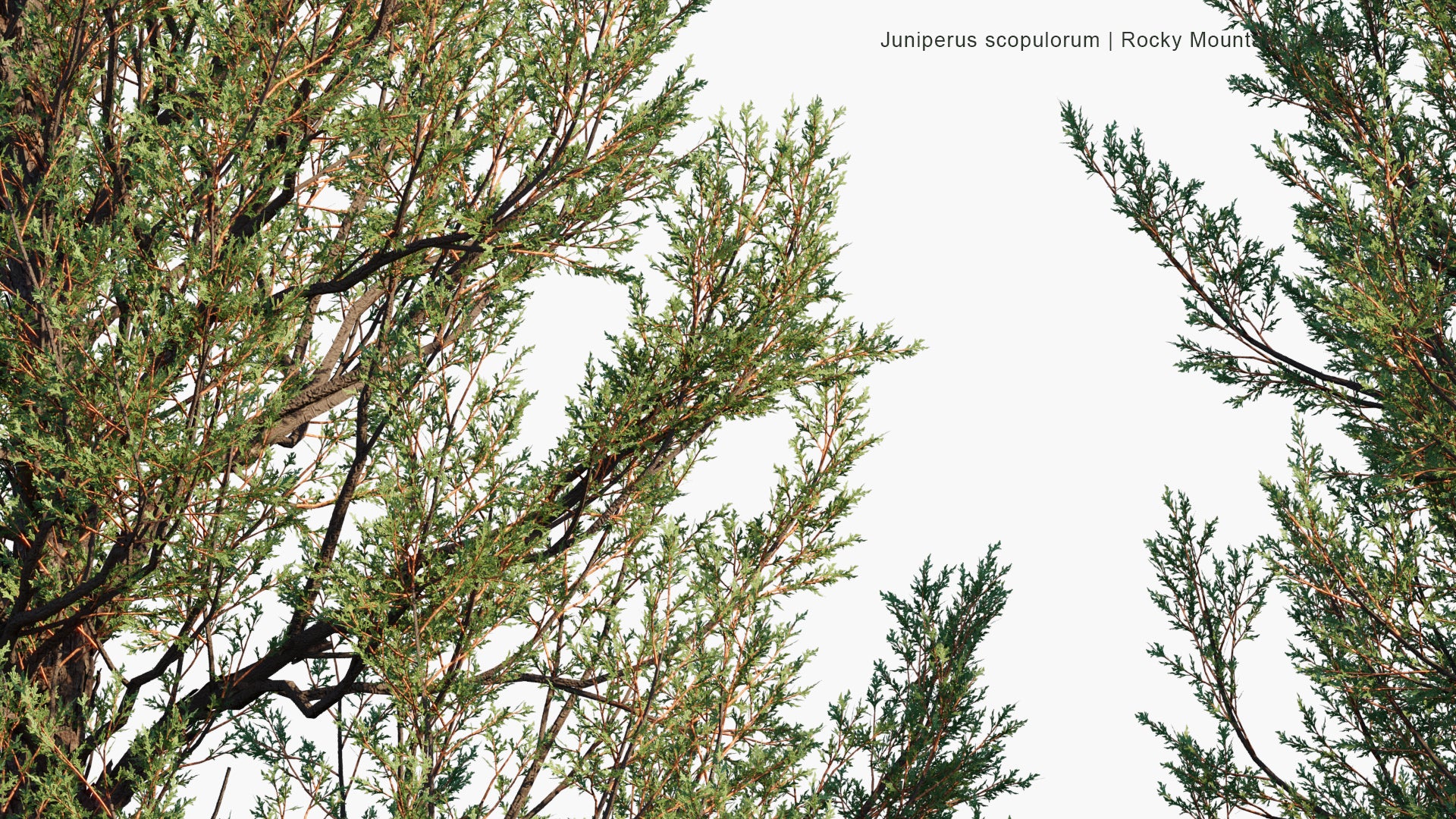 Juniperus Scopulorum 3D Model