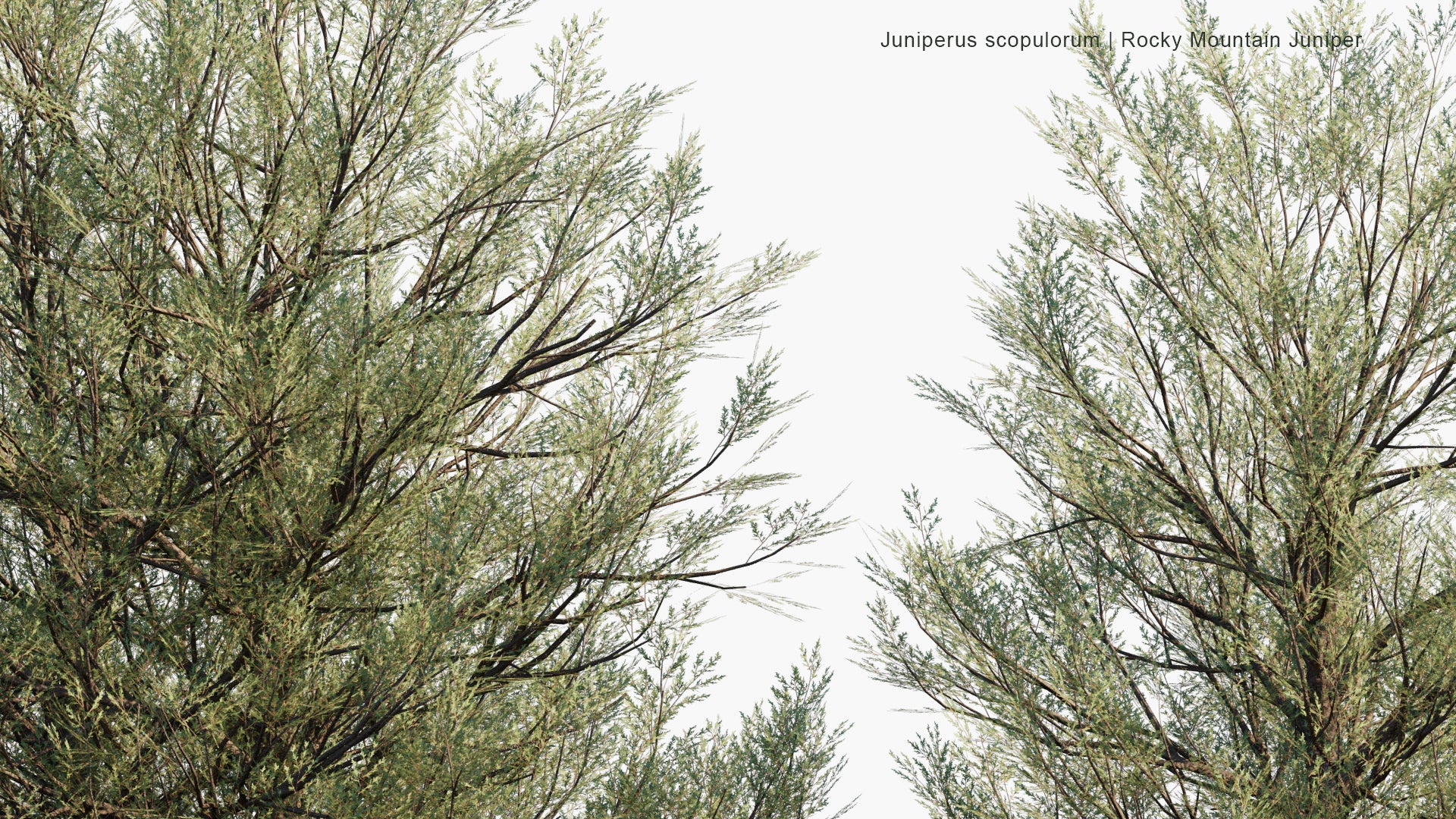 Low Poly Juniperus Scopulorum - Rocky Mountain Juniper (3D Model)