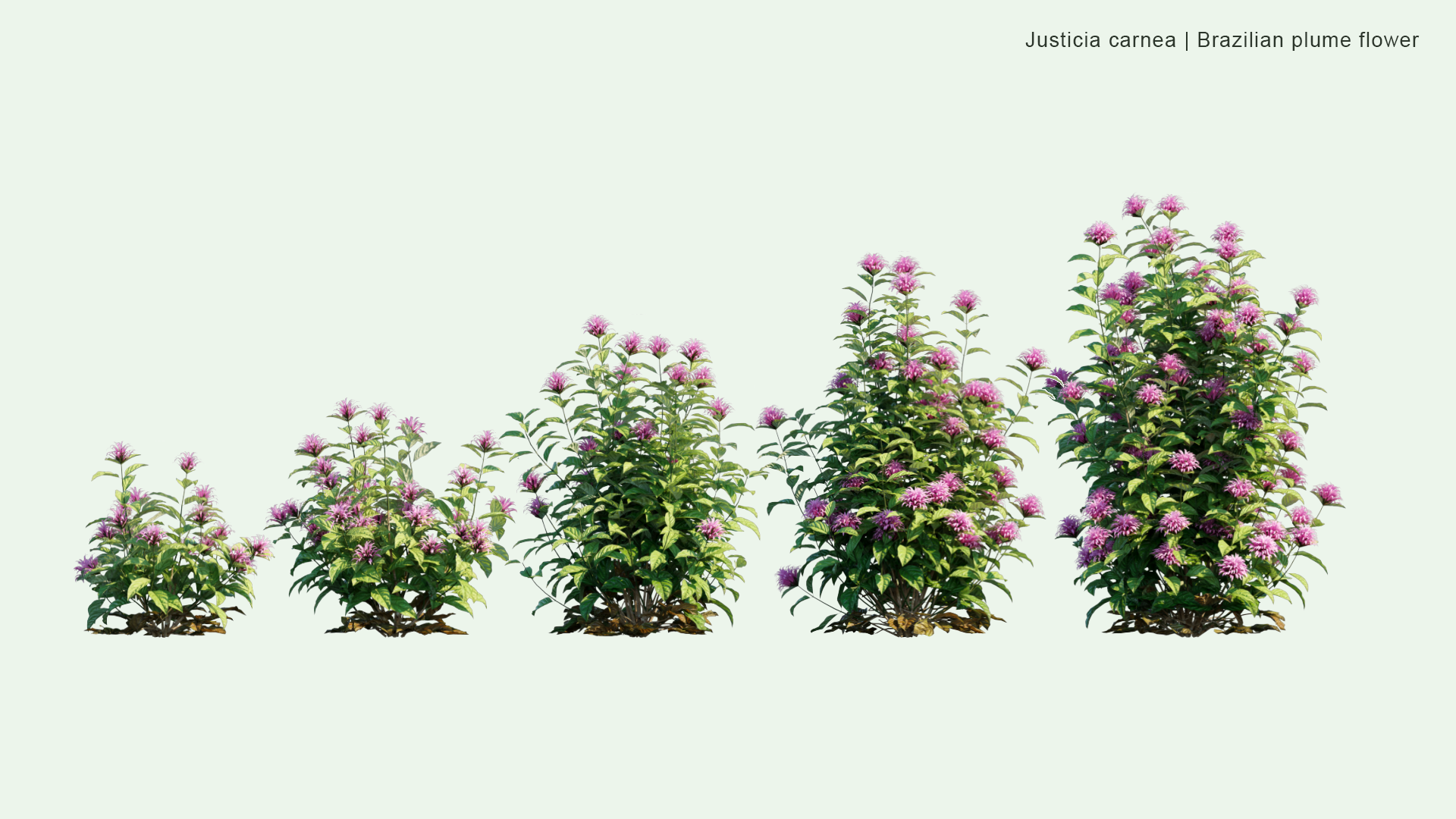 2D Justicia Carnea - Brazilian Plume Flower, Brazilian-plume, Flamingo Flower, Jacobinia