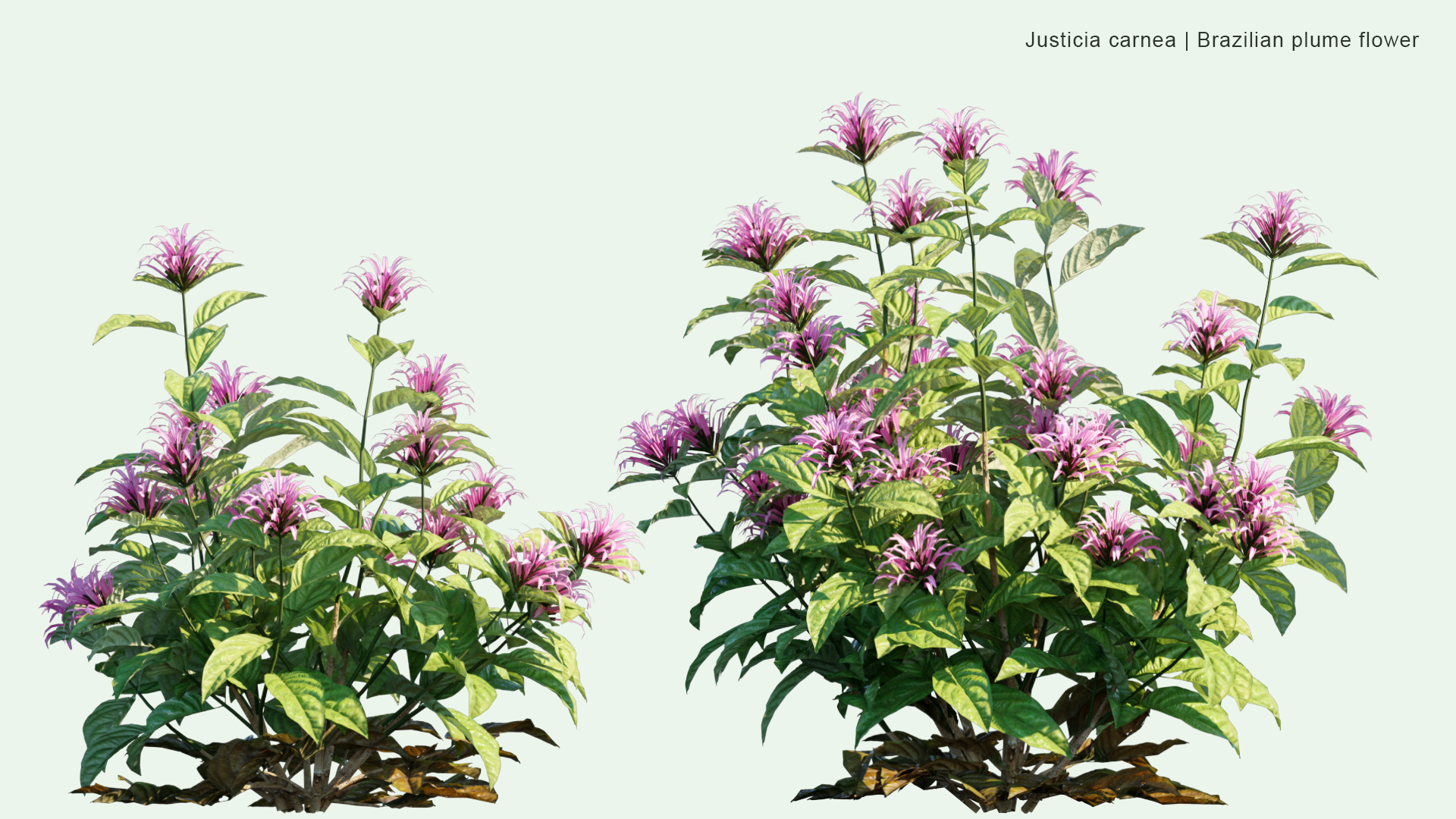 2D Justicia Carnea - Brazilian Plume Flower, Brazilian-plume, Flamingo Flower, Jacobinia