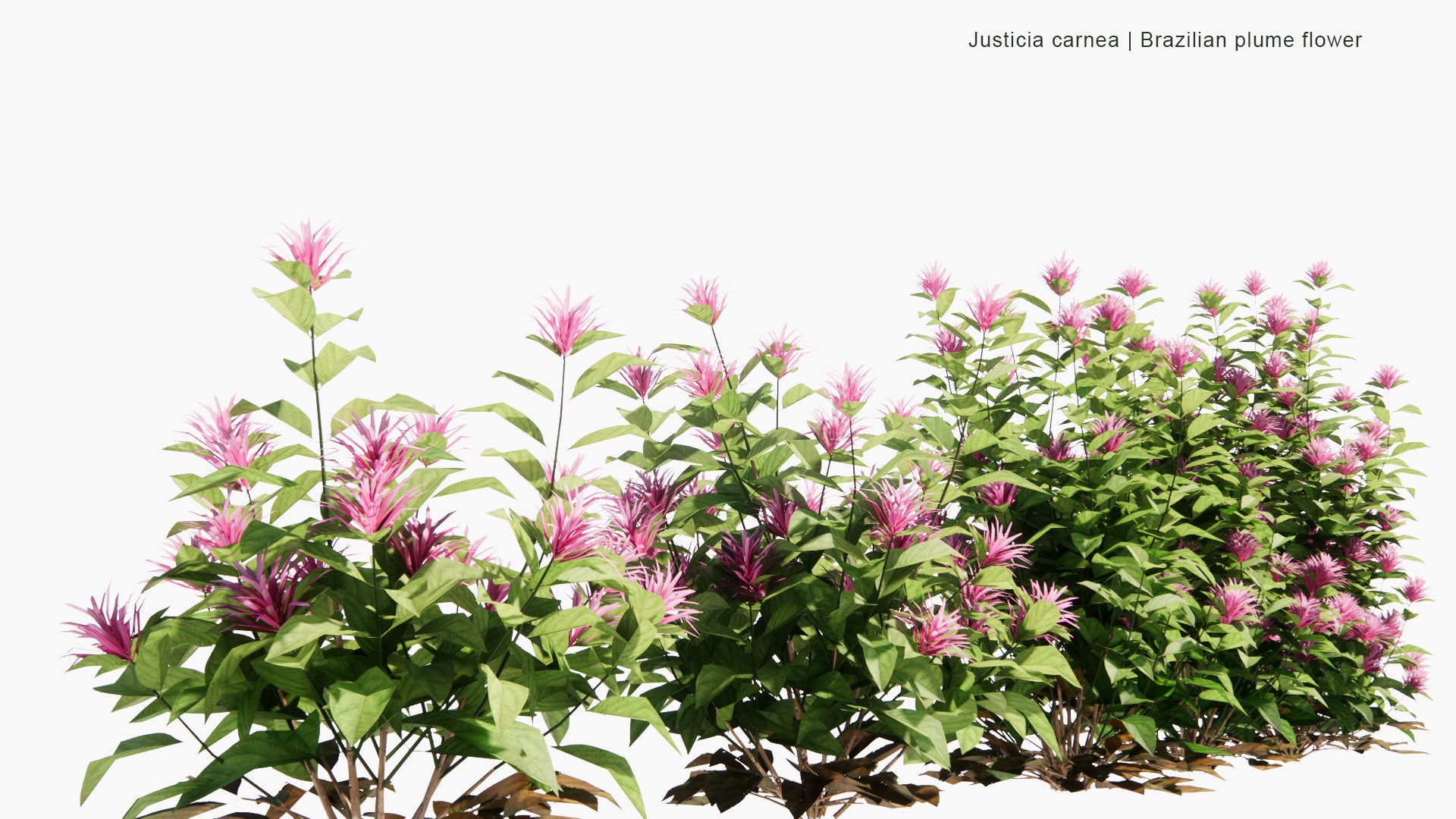 Low Poly Justicia Carnea - Brazilian Plume Flower, Brazilian-Plume, Flamingo Flower, Jacobinia (3D Model)