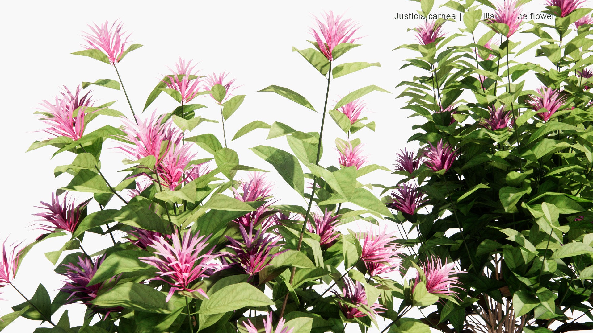 Low Poly Justicia Carnea - Brazilian Plume Flower, Brazilian-Plume, Flamingo Flower, Jacobinia (3D Model)