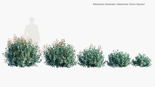 Kalanchoe Bracteata 