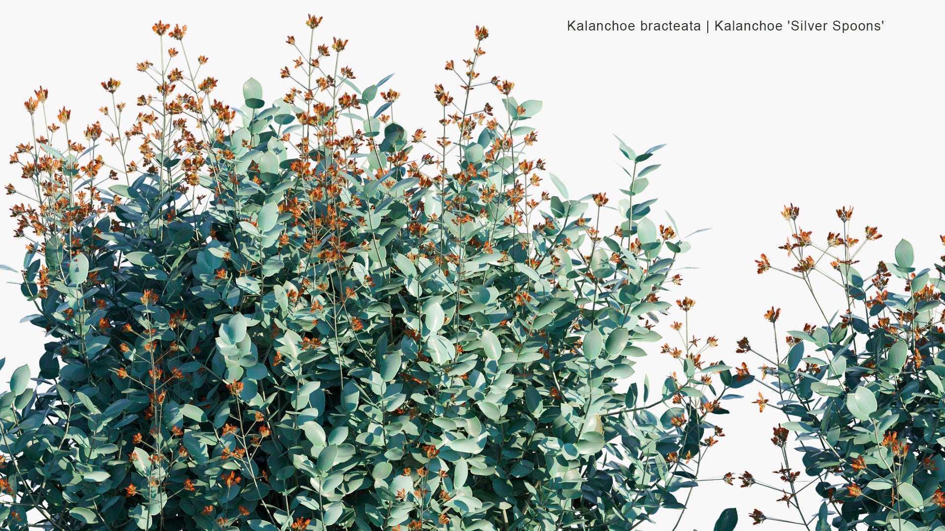 Low Poly Kalanchoe Bracteata - Kalanchoe Silver Spoons, Silver Teaspoons (3D Model)