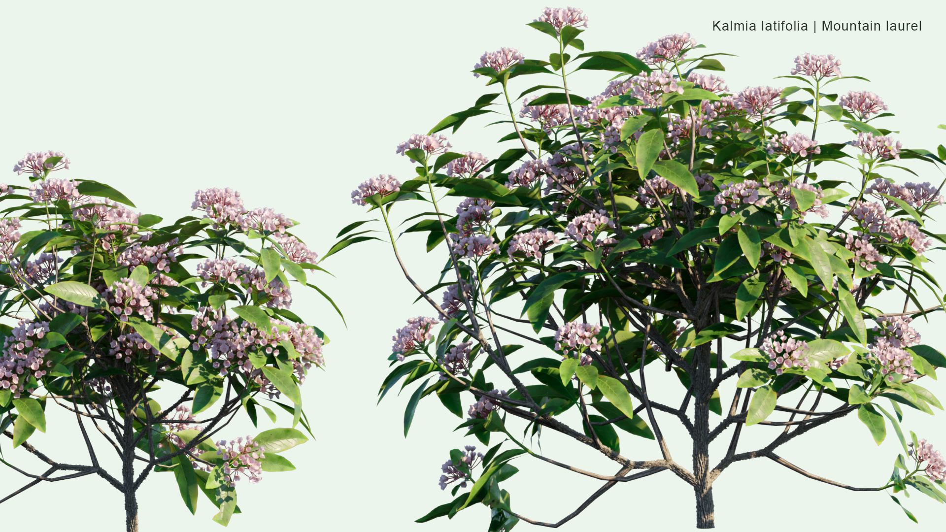 2D Kalmia Latifolia - Mountain Laurel, Calico-bush, Spoonwood