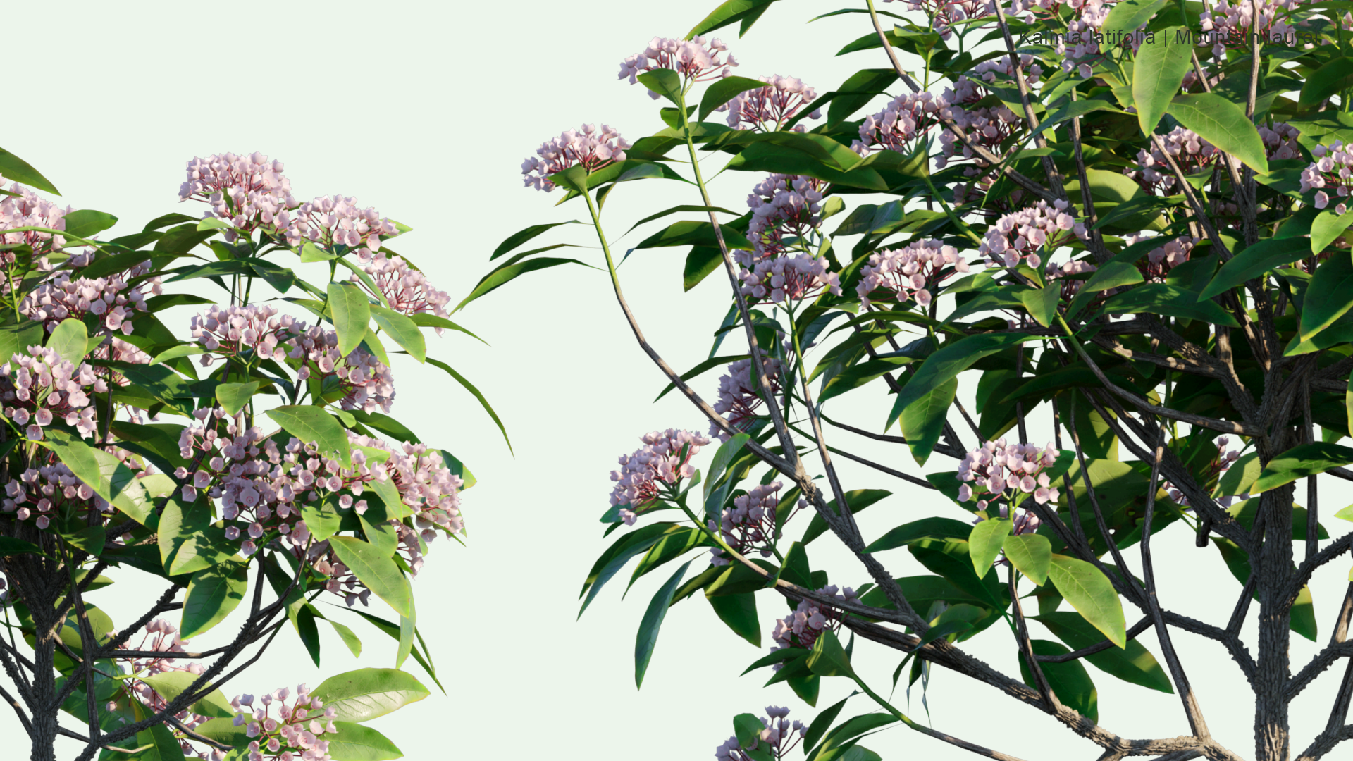 2D Kalmia Latifolia - Mountain Laurel, Calico-bush, Spoonwood