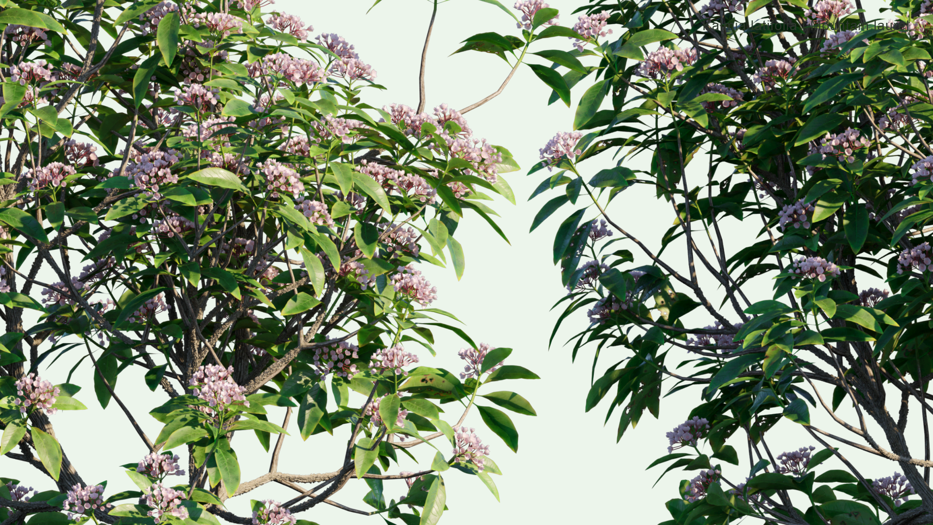 2D Kalmia Latifolia - Mountain Laurel, Calico-bush, Spoonwood