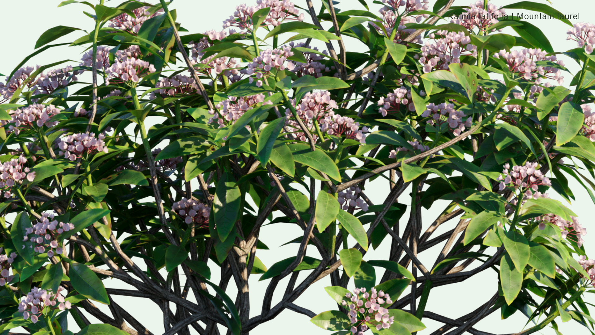 2D Kalmia Latifolia - Mountain Laurel, Calico-bush, Spoonwood