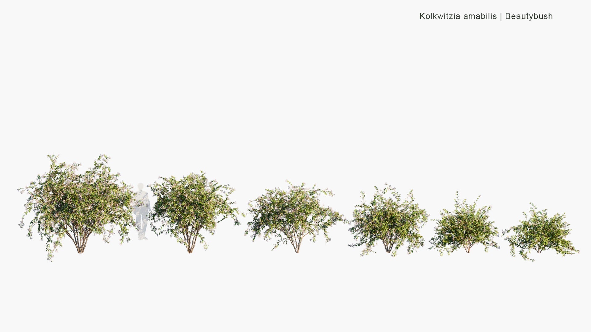 Low Poly Kolkwitzia Amabilis - Beauty Bush (3D Model)