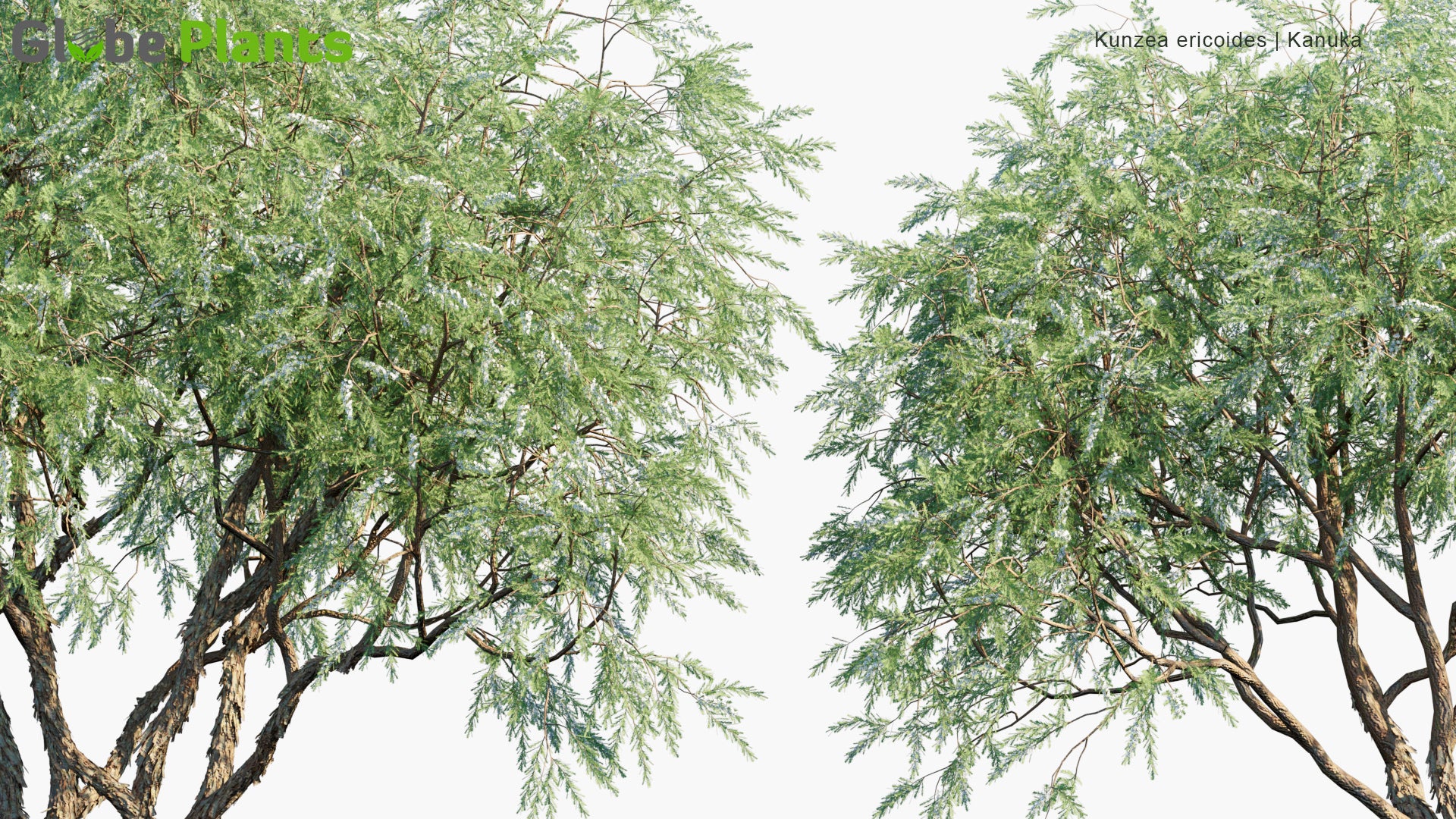 Kunzea Ericoides - Kānuka, White Tea-Tree (3D Model)