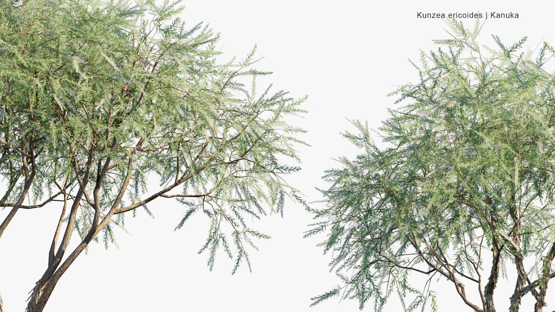 Low Poly Kunzea Ericoides - Kānuka, White Tea-Tree (3D Model)