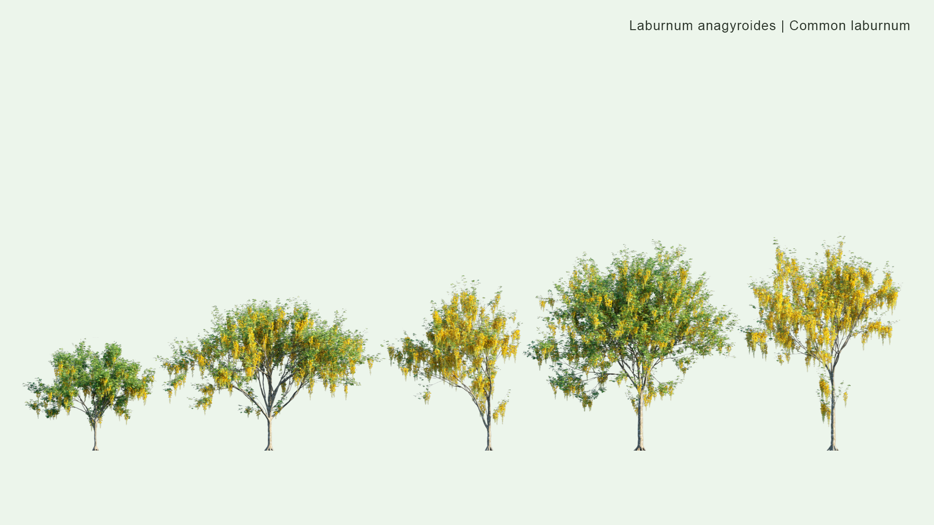 2D Laburnum Anagyroides - Common Laburnum, Golden Chain, Golden Rain