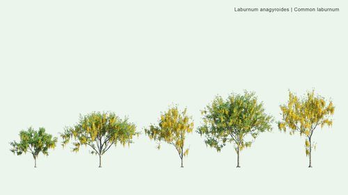 Laburnum Anagyroides 