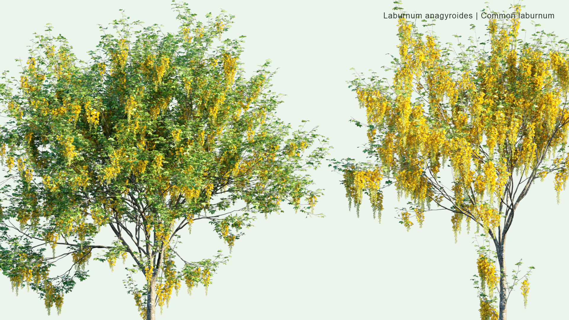 2D Laburnum Anagyroides - Common Laburnum, Golden Chain, Golden Rain