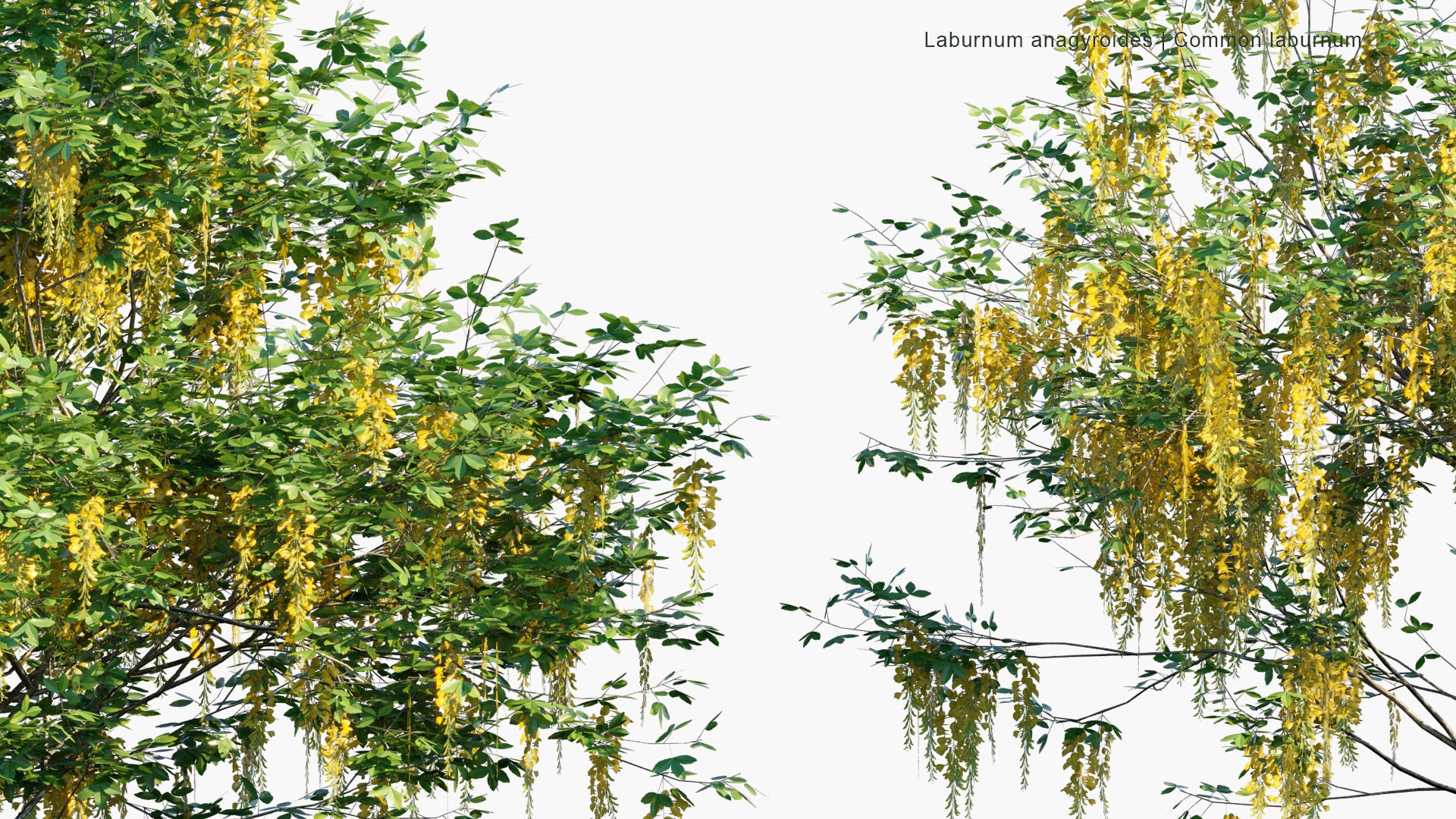 Low Poly Laburnum Anagyroides - Common Laburnum, Golden Chain, Golden Rain (3D Model)