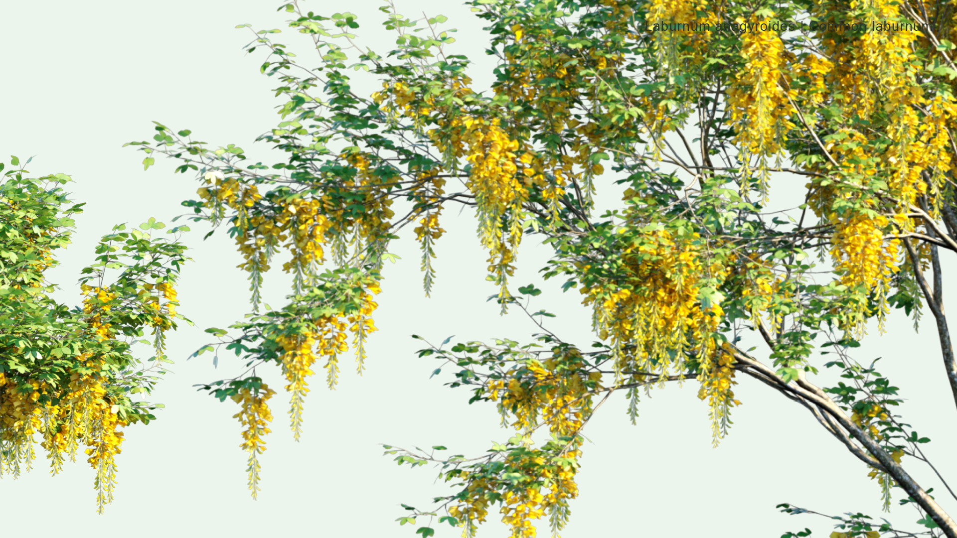 2D Laburnum Anagyroides - Common Laburnum, Golden Chain, Golden Rain