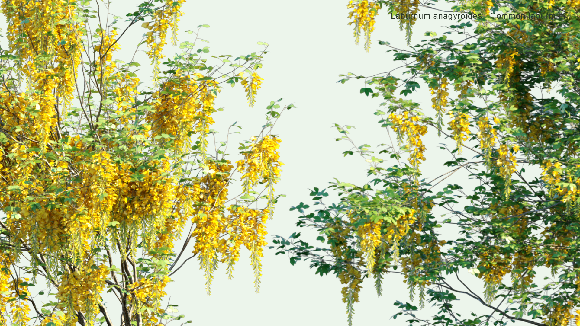 2D Laburnum Anagyroides - Common Laburnum, Golden Chain, Golden Rain