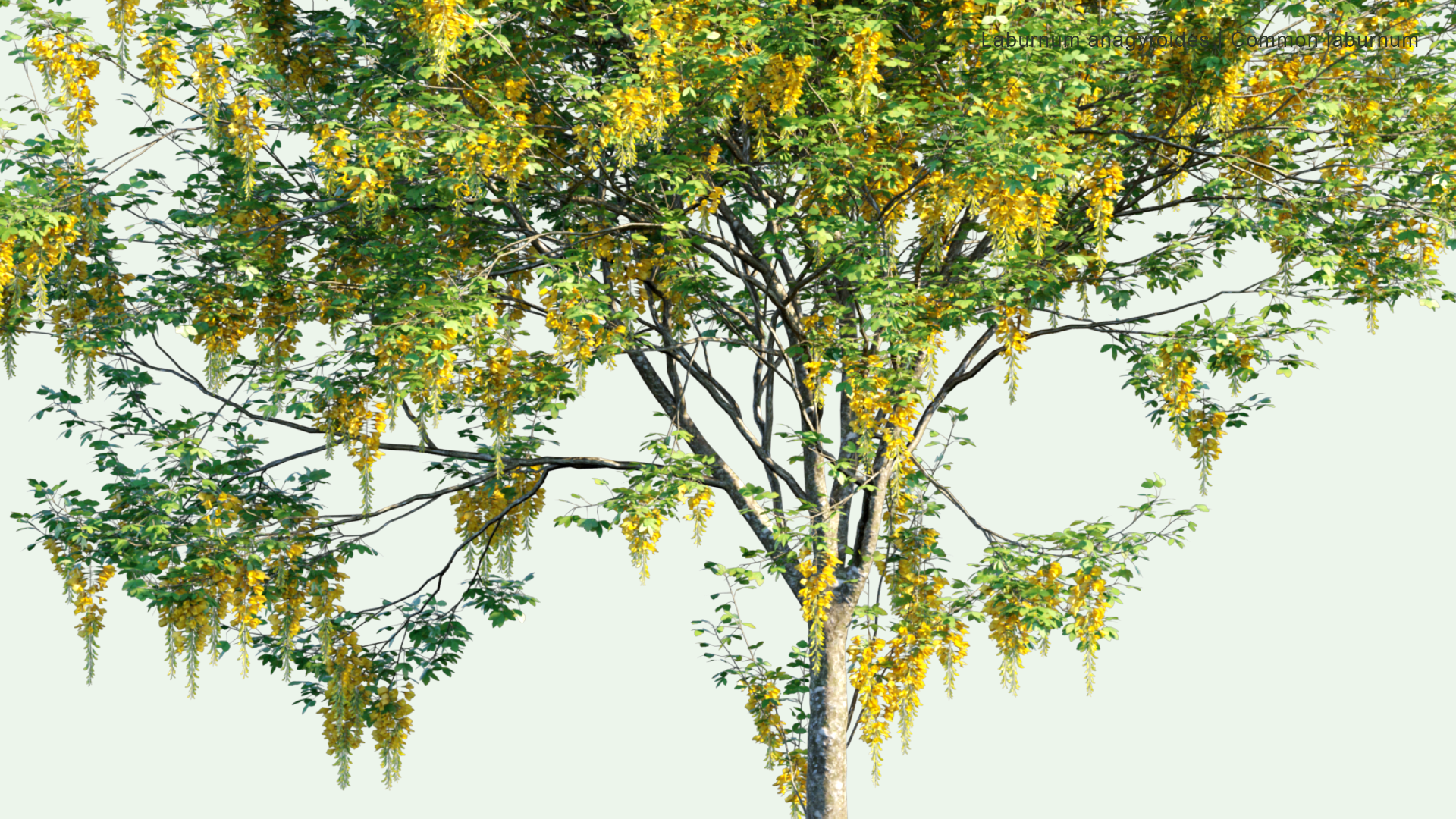 2D Laburnum Anagyroides - Common Laburnum, Golden Chain, Golden Rain