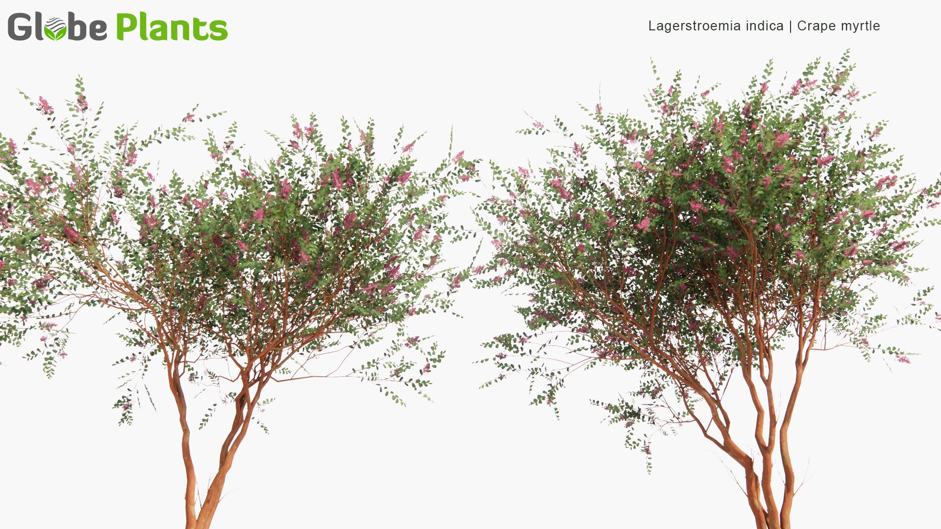 Low Poly Lagerstroemia Indica - Crape Myrtle (3D Model)