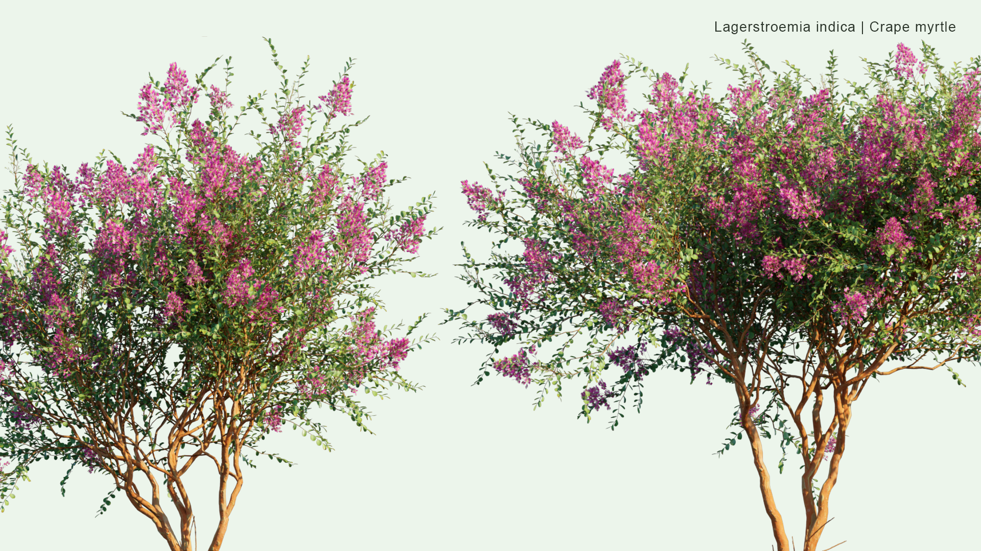 2D Lagerstroemia Indica - Crape Myrtle