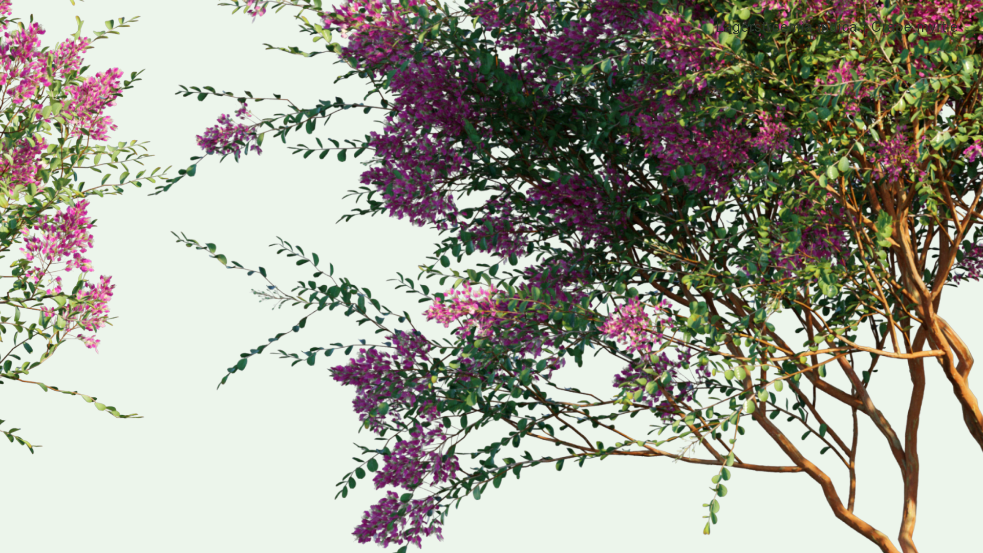 2D Lagerstroemia Indica - Crape Myrtle